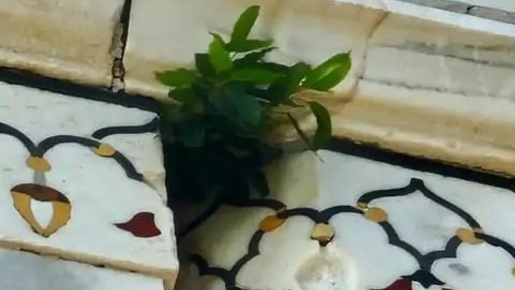 सात अजूबों में शामिल विश्व प्रसिद्ध स्मारक ताजमहल का कैसा हाल! दीवार पर उगा पौधा