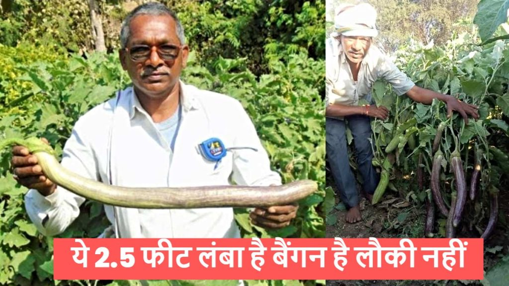 छत्तीसगढ़ के किसान का कमाल, ये 2.5 फीट लंबा है बैंगन है लौकी नहीं